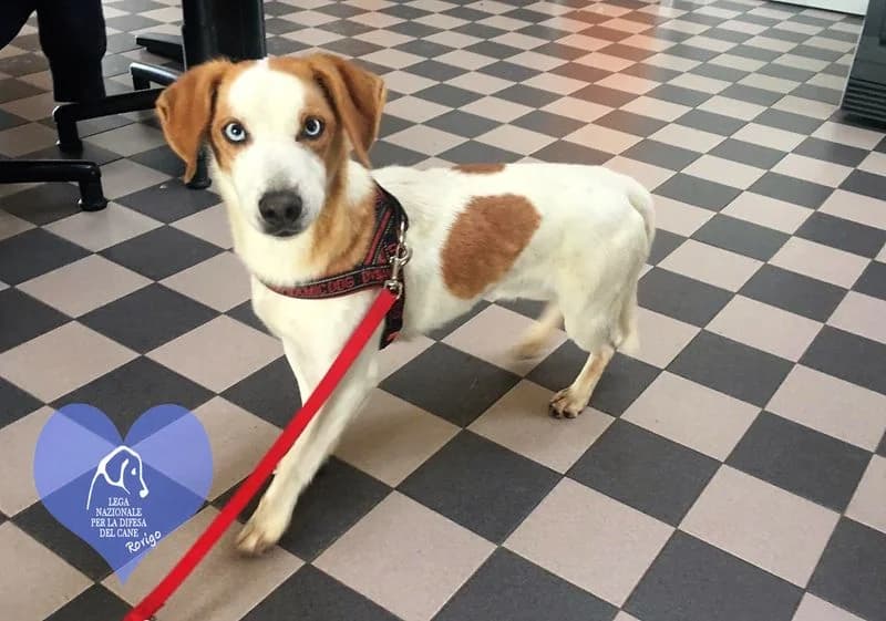 Rigel, female mixed breed for adoption at Lega del Cane Rovigo, Rovigo
