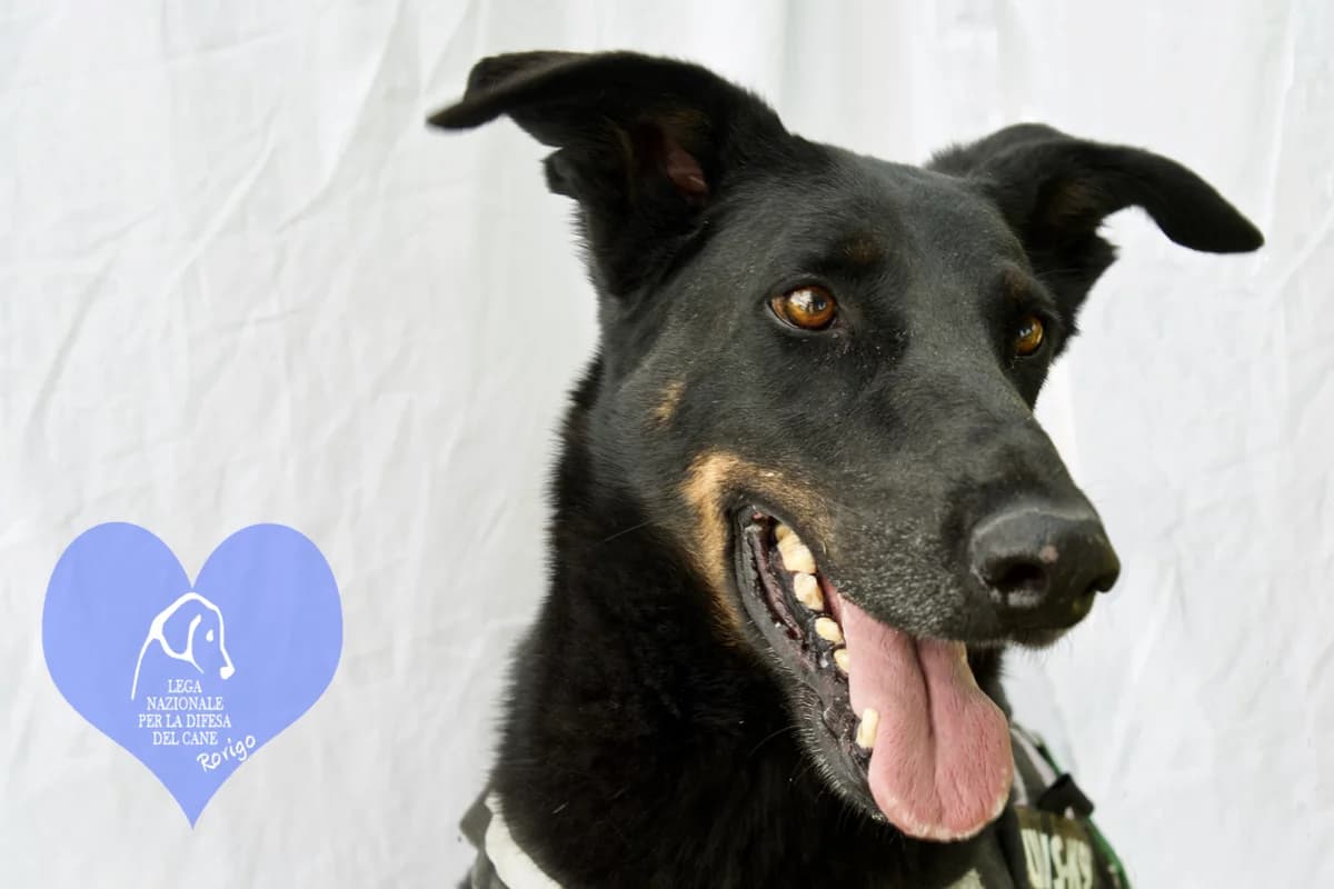 Django, male mixed breed for adoption at Lega del Cane Rovigo, Rovigo