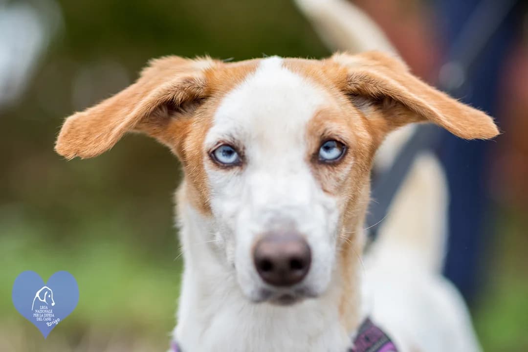 Acubens, male mixed breed for adoption at Lega del Cane Rovigo, Rovigo
