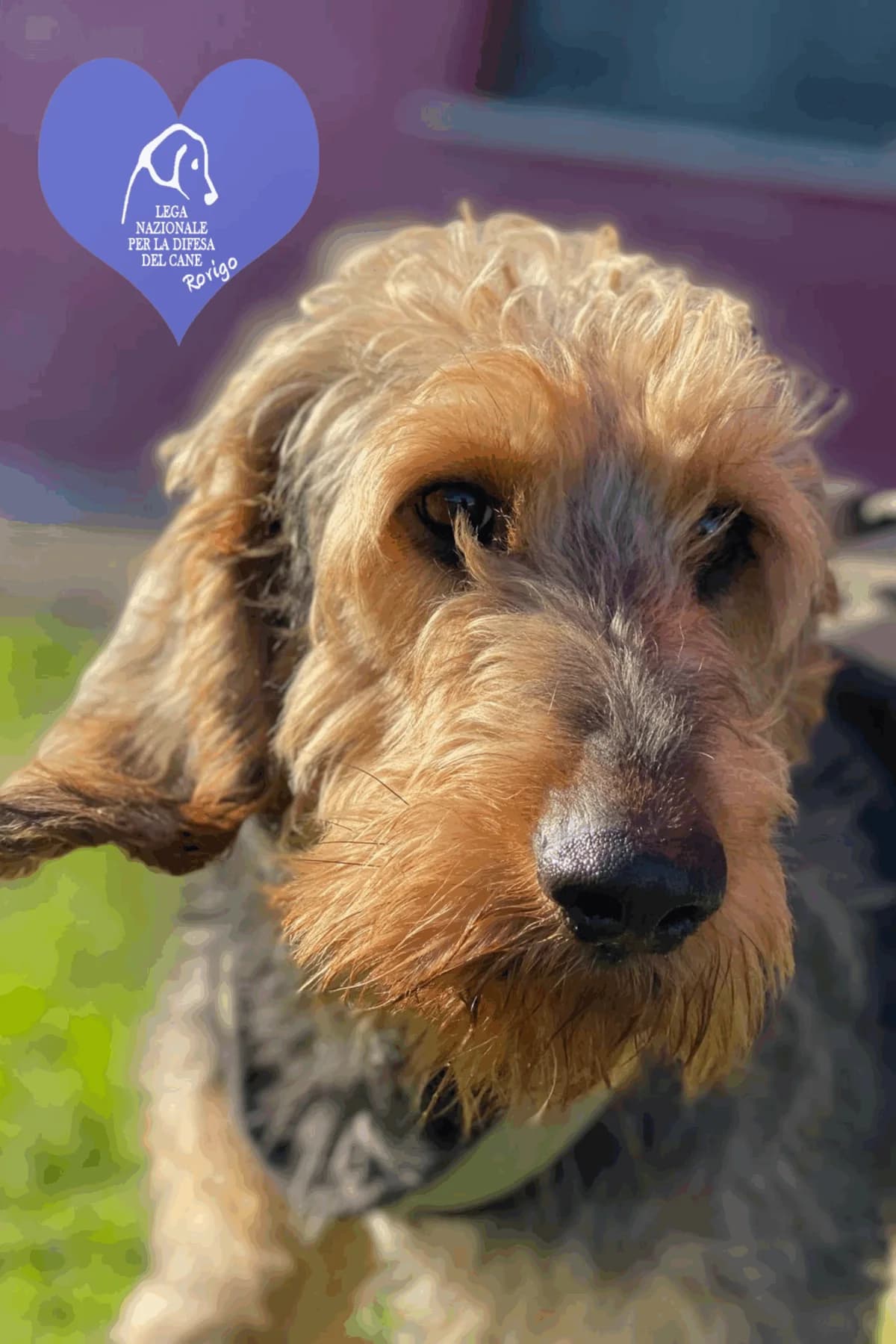 Dumbo, male mixed breed for adoption at Lega del Cane Rovigo, Rovigo