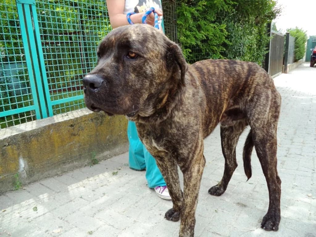 YAGO, male Mixed Breed for adoption at LIDA Cirié - Lega Italiana Diritti Animali