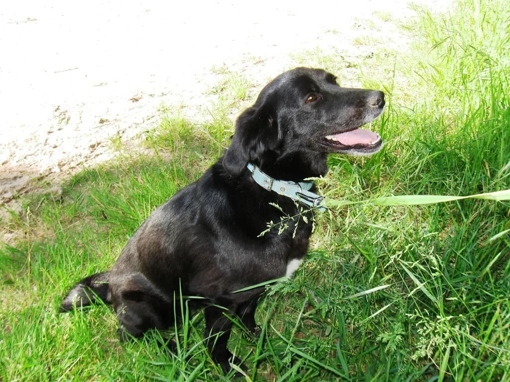 LUNA, female 4yo Mixed Breed for adoption at LIDA Cirié - Lega Italiana Diritti Animali