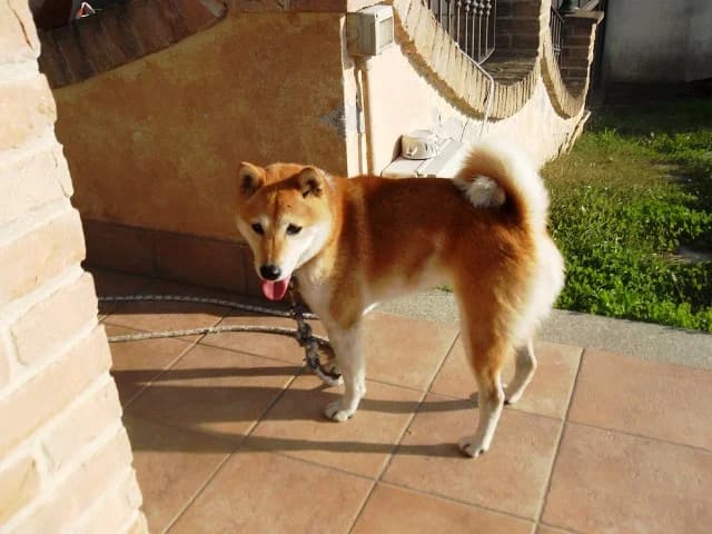SHIBA INU FEMMINA 6 ANNI CERCA CASA, female Mixed Breed for adoption at LIDA Cirié - Lega Italiana Diritti Animali