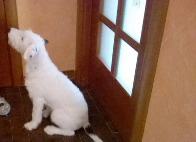 URGENTISSIMO CERCHIAMO ADOZIONE PER CUCCIOLO 4 MESI, male Mixed Breed for adoption at LIDA Cirié - Lega Italiana Diritti Animali