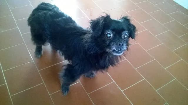 BLACK ADOZIONE DEL CUORE, male senior Mixed Breed for adoption at LIDA Cirié - Lega Italiana Diritti Animali