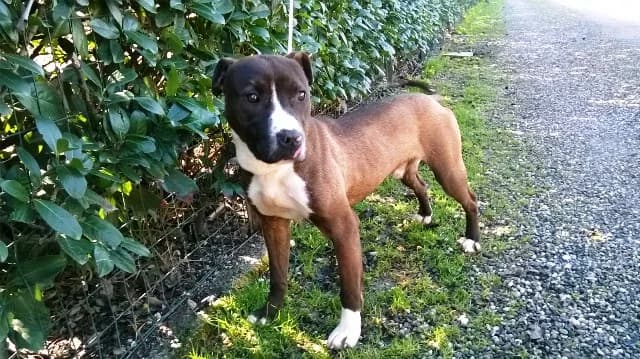 YAGO CUCCIOLONE MASCHIO 6 MESI CERCA CASA, male puppy Mixed Breed for adoption at LIDA Cirié - Lega Italiana Diritti Animali
