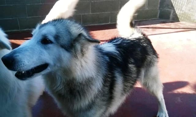 ALASKAN MALAMUT DOLCISSIMO CERCA CASA, male Mixed Breed for adoption at LIDA Cirié - Lega Italiana Diritti Animali