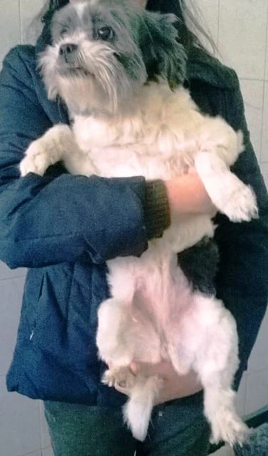 LULU’ ADOZIONE DEL CUORE, female Mixed Breed for adoption at LIDA Cirié - Lega Italiana Diritti Animali