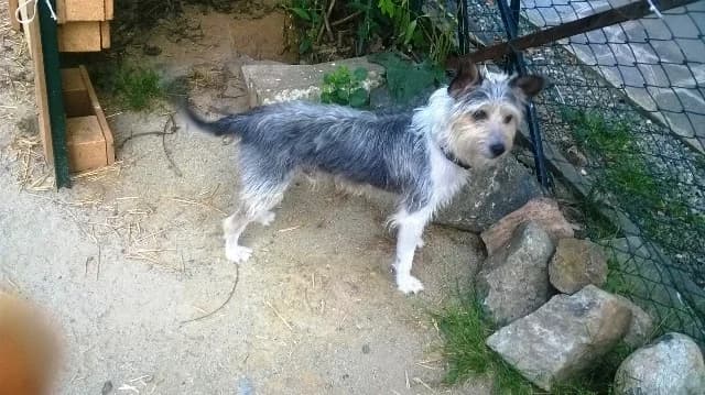 AKY CERCA CASA, male 6yo Mixed Breed for adoption at LIDA Cirié - Lega Italiana Diritti Animali