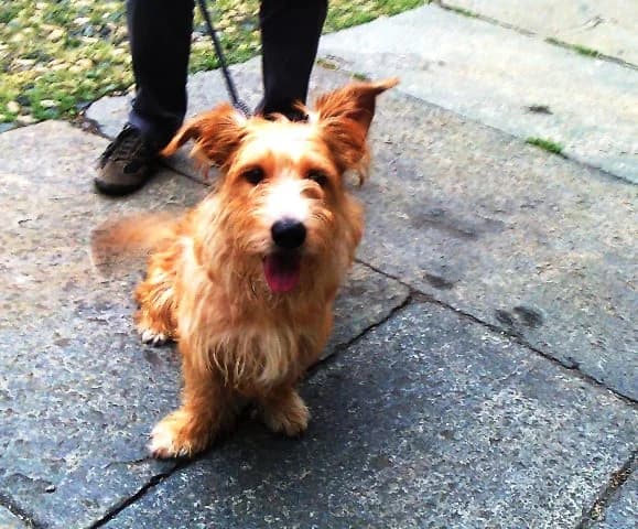 SIMBA – CUCCIOLONE CERCA CASA, male Mixed Breed for adoption at LIDA Cirié - Lega Italiana Diritti Animali