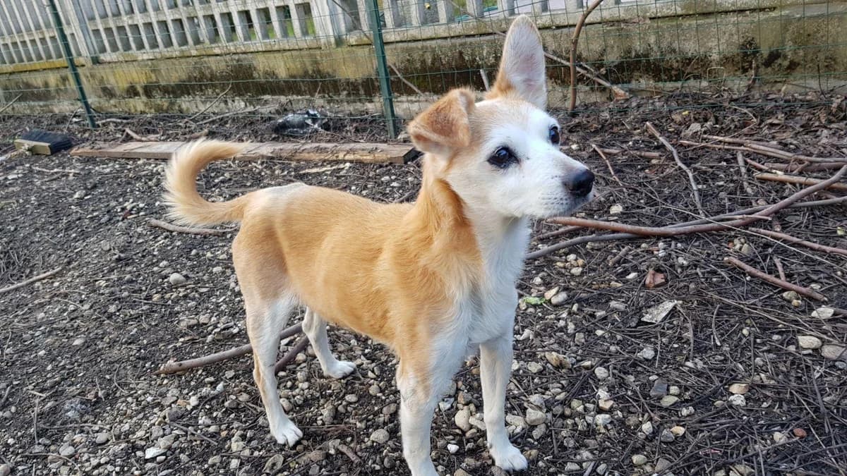 DOLCISSIMO BORIS, male senior Mixed Breed for adoption at LIDA Cirié - Lega Italiana Diritti Animali