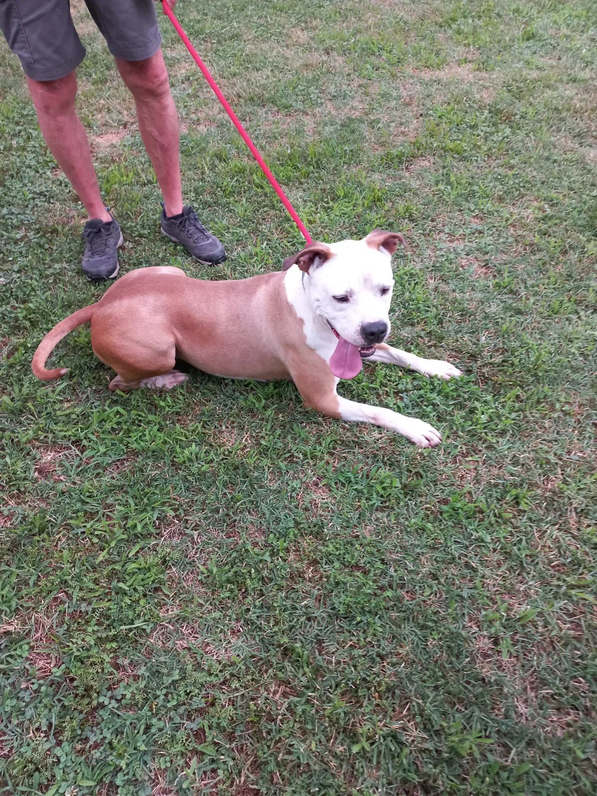TOBY, marroncino con testa bianca Salute: CAST male 3yo Mixed Breed for adoption at LIDA Cirié - Lega Italiana Diritti Animali