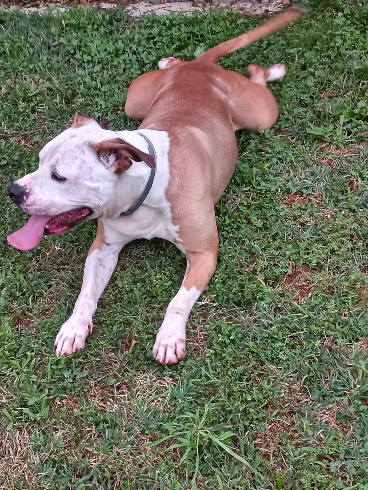TOBY, marroncino con testa bianca Salute: CAST male 3yo Mixed Breed for adoption at LIDA Cirié - Lega Italiana Diritti Animali