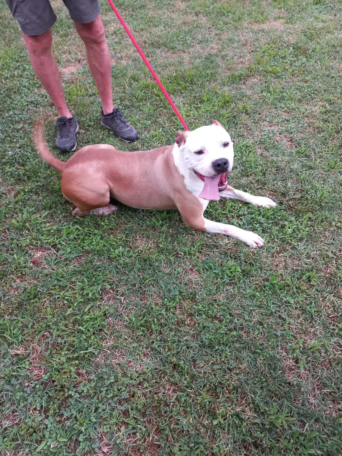 TOBY, marroncino con testa bianca Salute: CAST male 3yo Mixed Breed for adoption at LIDA Cirié - Lega Italiana Diritti Animali