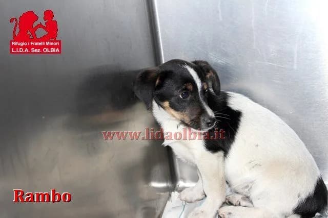 Randy, Regan e Rea, female young Mixed Breed for adoption at L.I.D.A. Olbia, Olbia