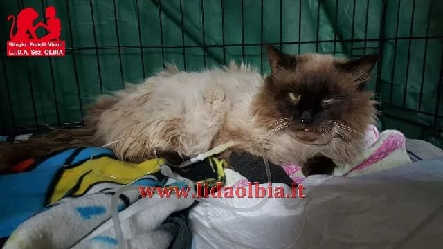 Anselmo, male senior Mixed Breed for adoption at L.I.D.A. Olbia, Olbia