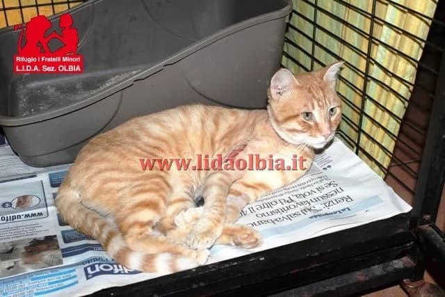 Antonietto, male senior Mixed Breed for adoption at L.I.D.A. Olbia, Olbia