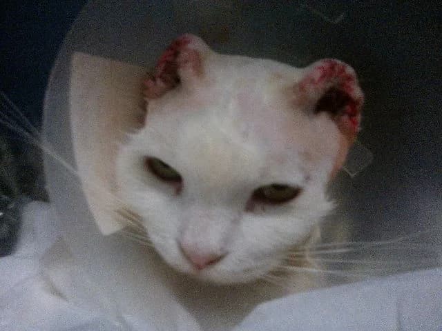 Bianchino, male Mixed Breed for adoption at L.I.D.A. Olbia, Olbia