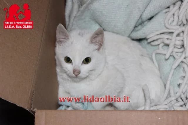 Bianchino, female 7yo Mixed Breed for adoption at L.I.D.A. Olbia, Olbia