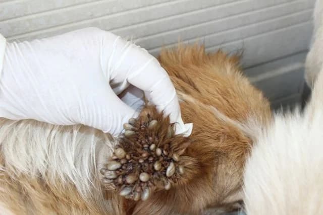 Cico e Cica, female Mixed Breed for adoption at L.I.D.A. Olbia, Olbia