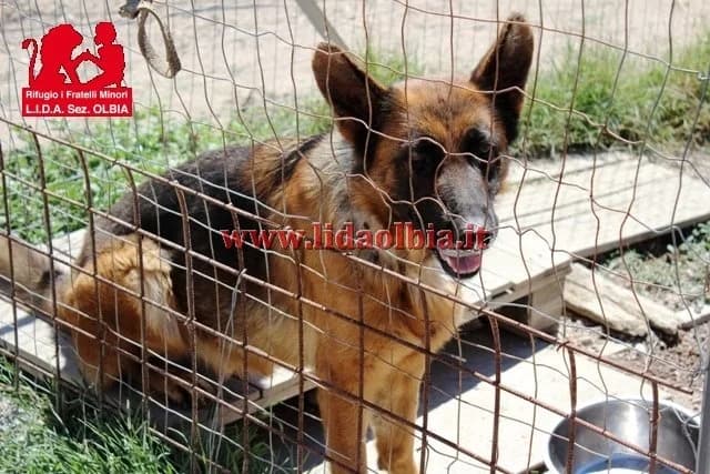 Contessa, female Mixed Breed for adoption at L.I.D.A. Olbia, Olbia