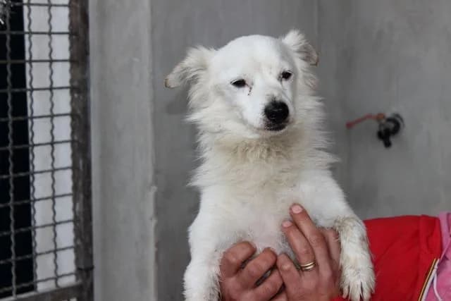 Cristiano, male Mixed Breed for adoption at L.I.D.A. Olbia, Olbia