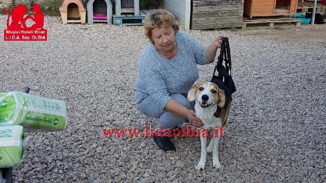 Edo, male 7yo Mixed Breed for adoption at L.I.D.A. Olbia, Olbia