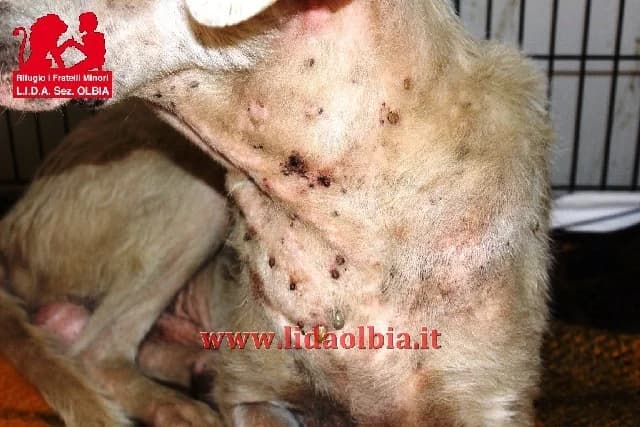 Ermenegildo, male 7yo Mixed Breed for adoption at L.I.D.A. Olbia, Olbia
