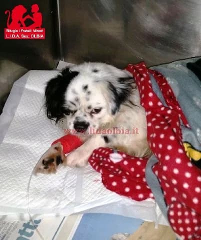 Ernestino, female Mixed Breed for adoption at L.I.D.A. Olbia, Olbia