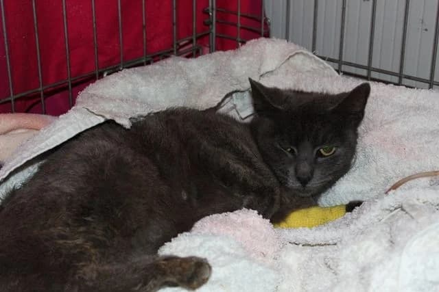 Fatima, female senior Mixed Breed for adoption at L.I.D.A. Olbia, Olbia