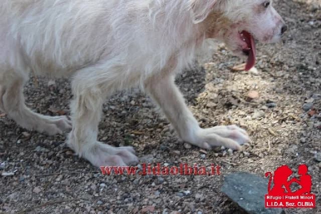 Fiocco, male senior Mixed Breed for adoption at L.I.D.A. Olbia, Olbia