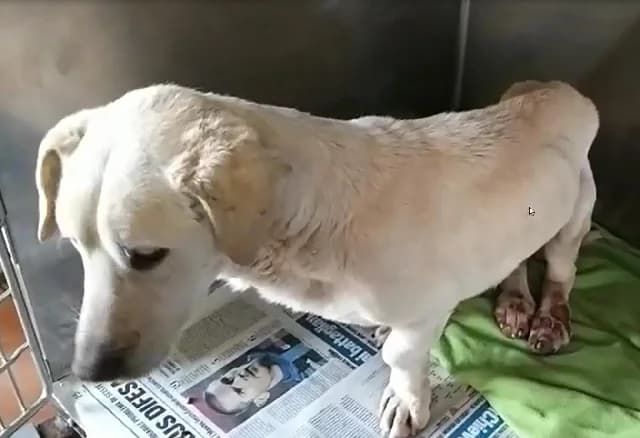 Folletto, male 7yo Mixed Breed for adoption at L.I.D.A. Olbia, Olbia