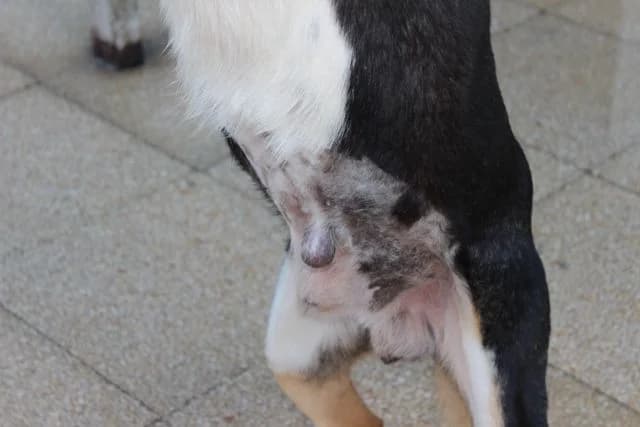 Freddo, male senior Mixed Breed for adoption at L.I.D.A. Olbia, Olbia