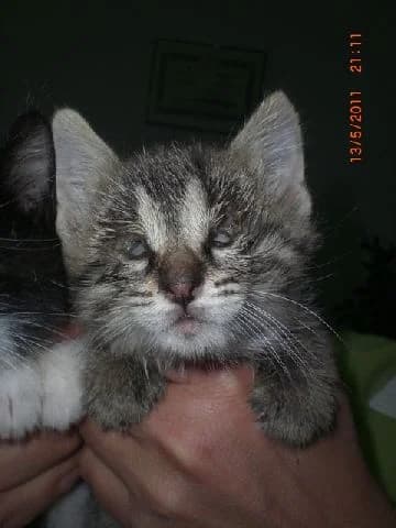 Poveri cuccioli, male senior Mixed Breed for adoption at L.I.D.A. Olbia, Olbia