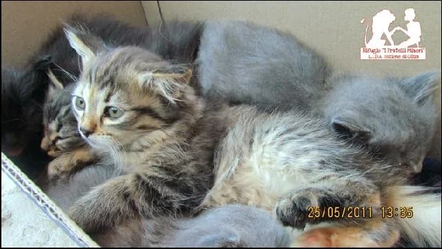 Poveri cuccioli, male senior Mixed Breed for adoption at L.I.D.A. Olbia, Olbia