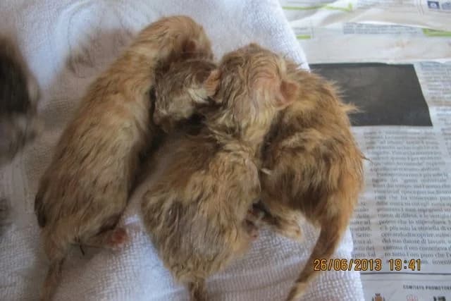 Poveri cuccioli, male senior Mixed Breed for adoption at L.I.D.A. Olbia, Olbia