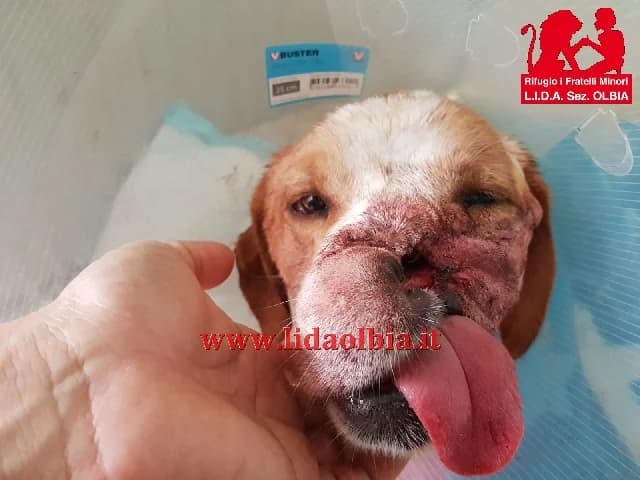 Gegè, Mixed Breed (L.I.D.A. Olbia)