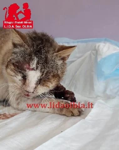 Giovanni, male 7yo Mixed Breed for adoption at L.I.D.A. Olbia, Olbia