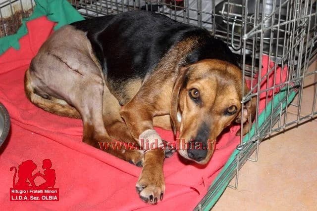 Ilaria, female Mixed Breed for adoption at L.I.D.A. Olbia, Olbia