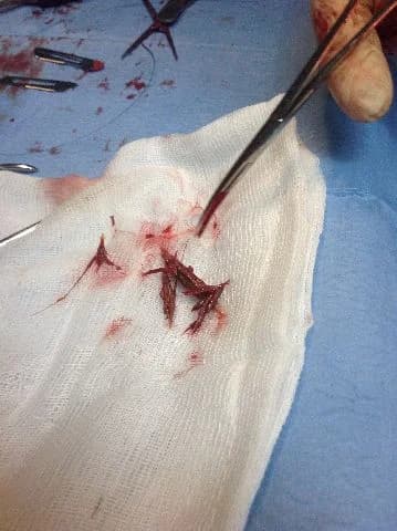 King, male Mixed Breed for adoption at L.I.D.A. Olbia, Olbia