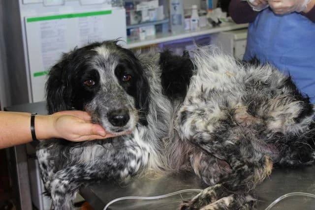 Lapo, male Mixed Breed for adoption at L.I.D.A. Olbia, Olbia