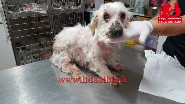 Leone, male senior Mixed Breed for adoption at L.I.D.A. Olbia, Olbia