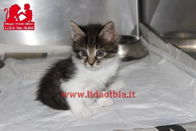 Luce, female senior Mixed Breed for adoption at L.I.D.A. Olbia, Olbia