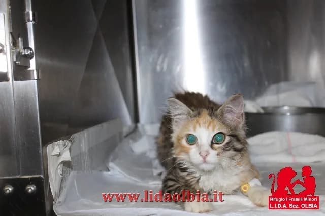Lucky, female senior Mixed Breed for adoption at L.I.D.A. Olbia, Olbia