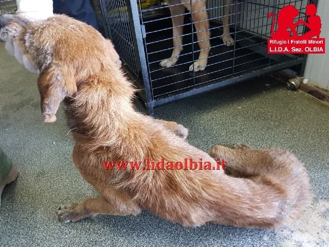 Luigi, Mixed Breed (L.I.D.A. Olbia)