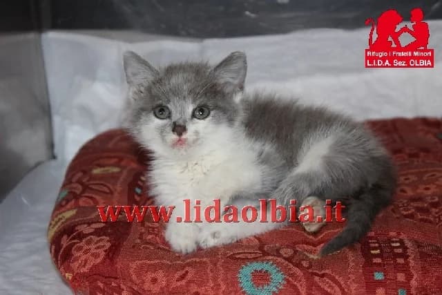 Luisella, female senior Mixed Breed for adoption at L.I.D.A. Olbia, Olbia