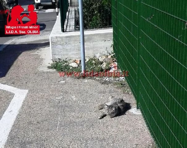 Macario, male senior Mixed Breed for adoption at L.I.D.A. Olbia, Olbia