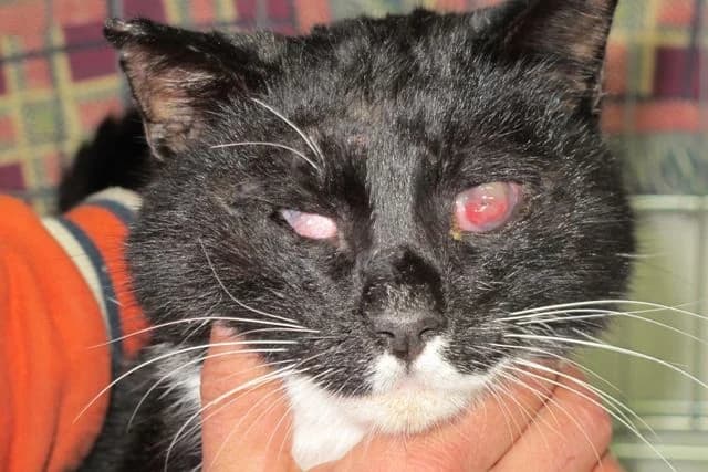 Micione, male Mixed Breed for adoption at L.I.D.A. Olbia, Olbia