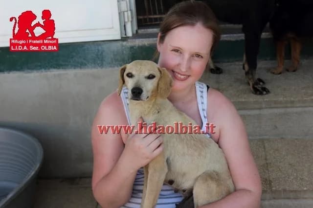 Mirtilla, female Mixed Breed for adoption at L.I.D.A. Olbia, Olbia