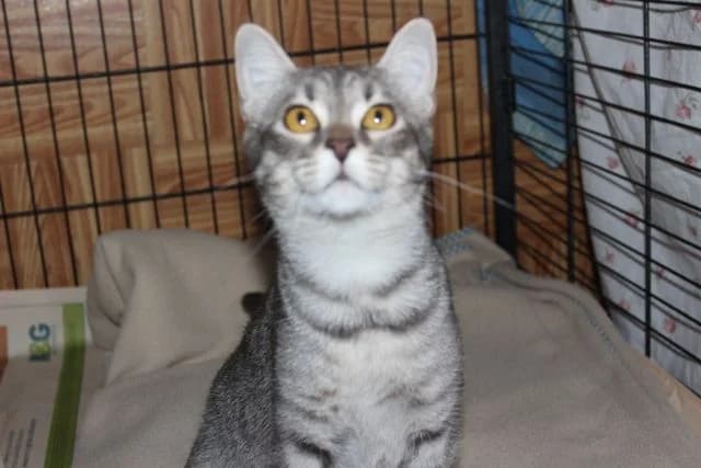 Neurina, female senior Mixed Breed for adoption at L.I.D.A. Olbia, Olbia